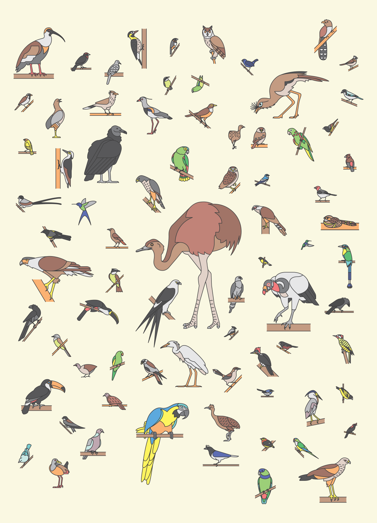 76 Brazilian Birds